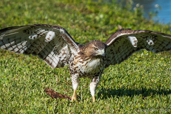 Red Tailed Hawk (juvenile) - image #403427 gratis